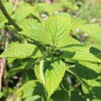 Stachytarpheta urticifolia Sims